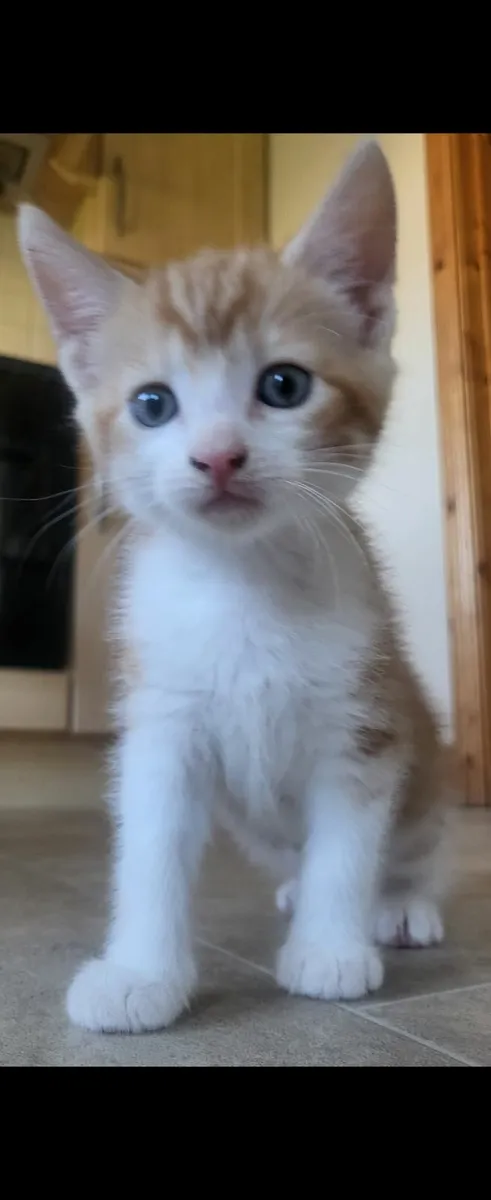 Kittens - Image 2