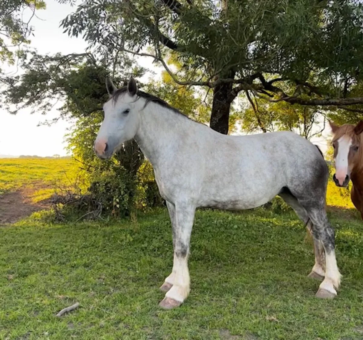 Impressive Grey Filly – €5,500 - Image 1