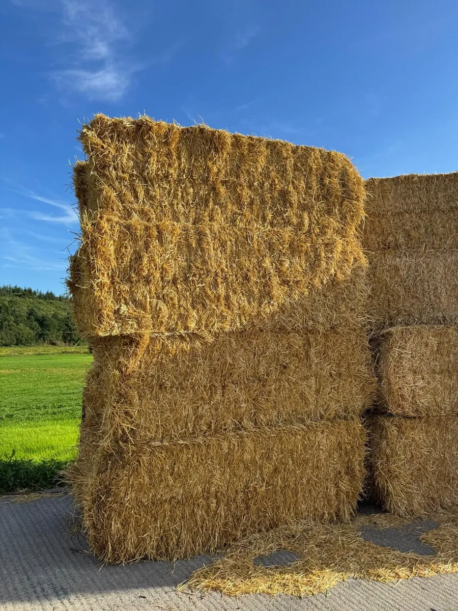 Barley straw - Image 4
