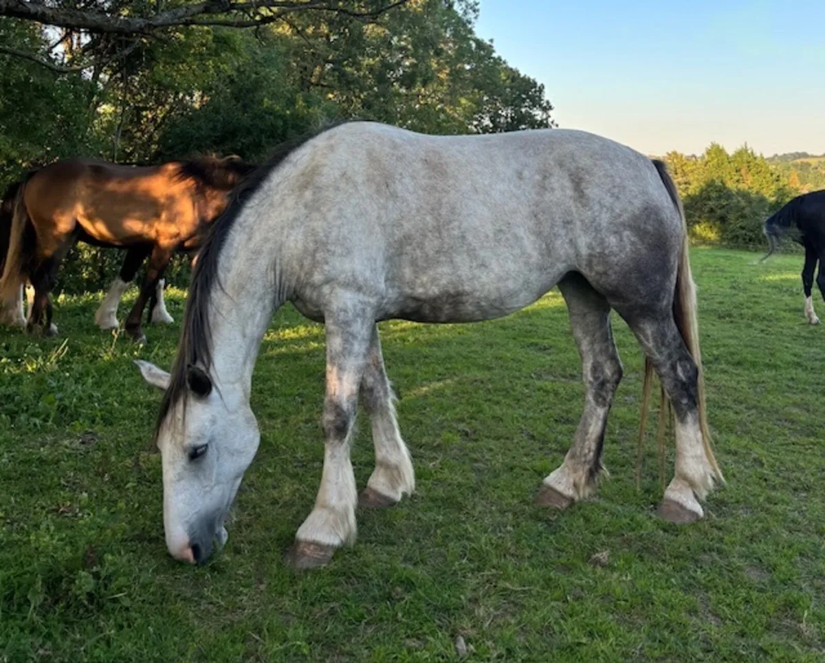 Impressive Grey Filly – €5,500 - Image 2