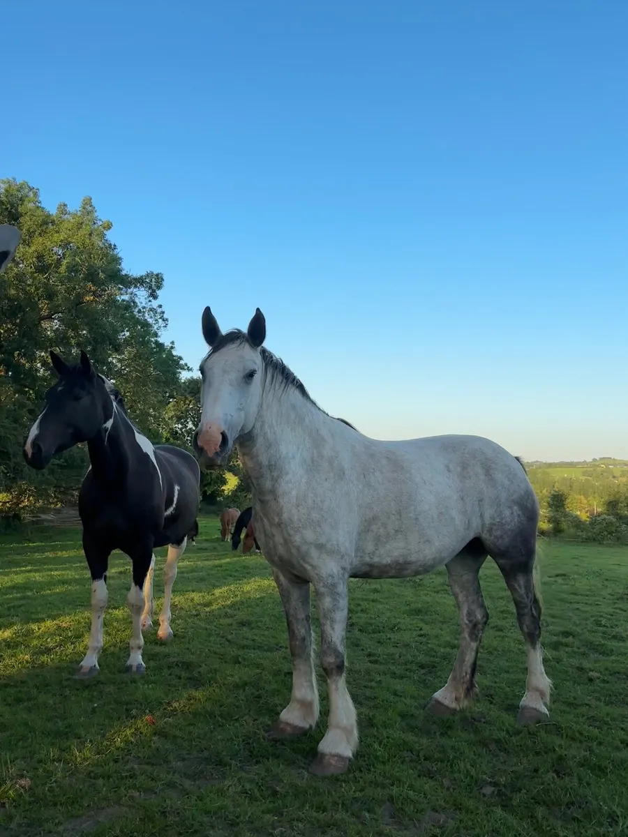 Impressive Grey Filly – €5,500 - Image 3