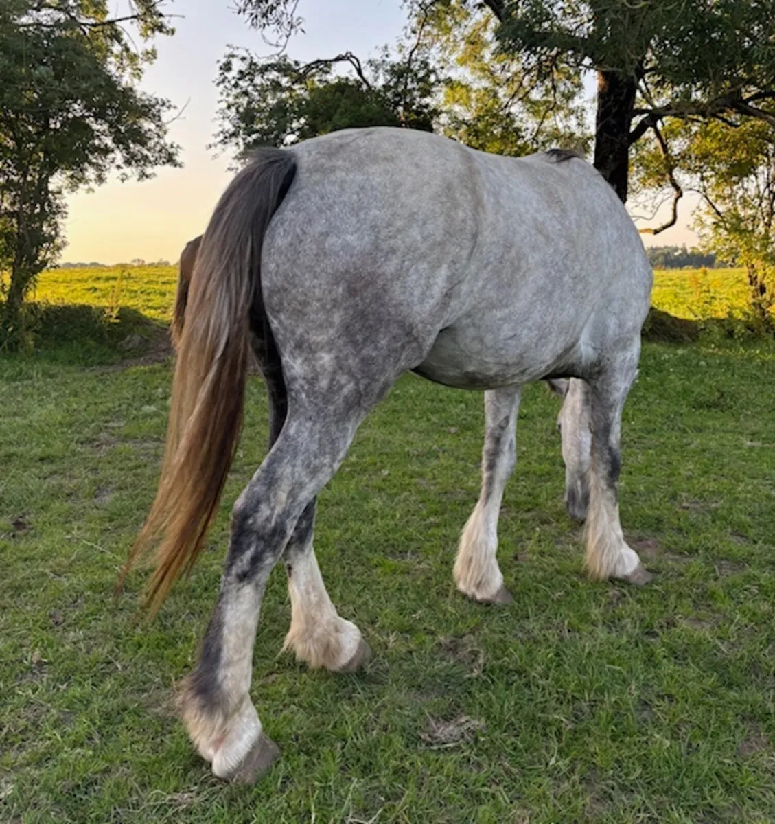Impressive Grey Filly – €5,500 - Image 4