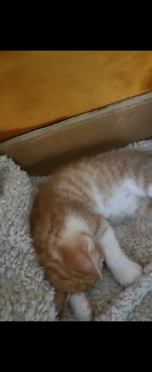 Kittens - Image 3