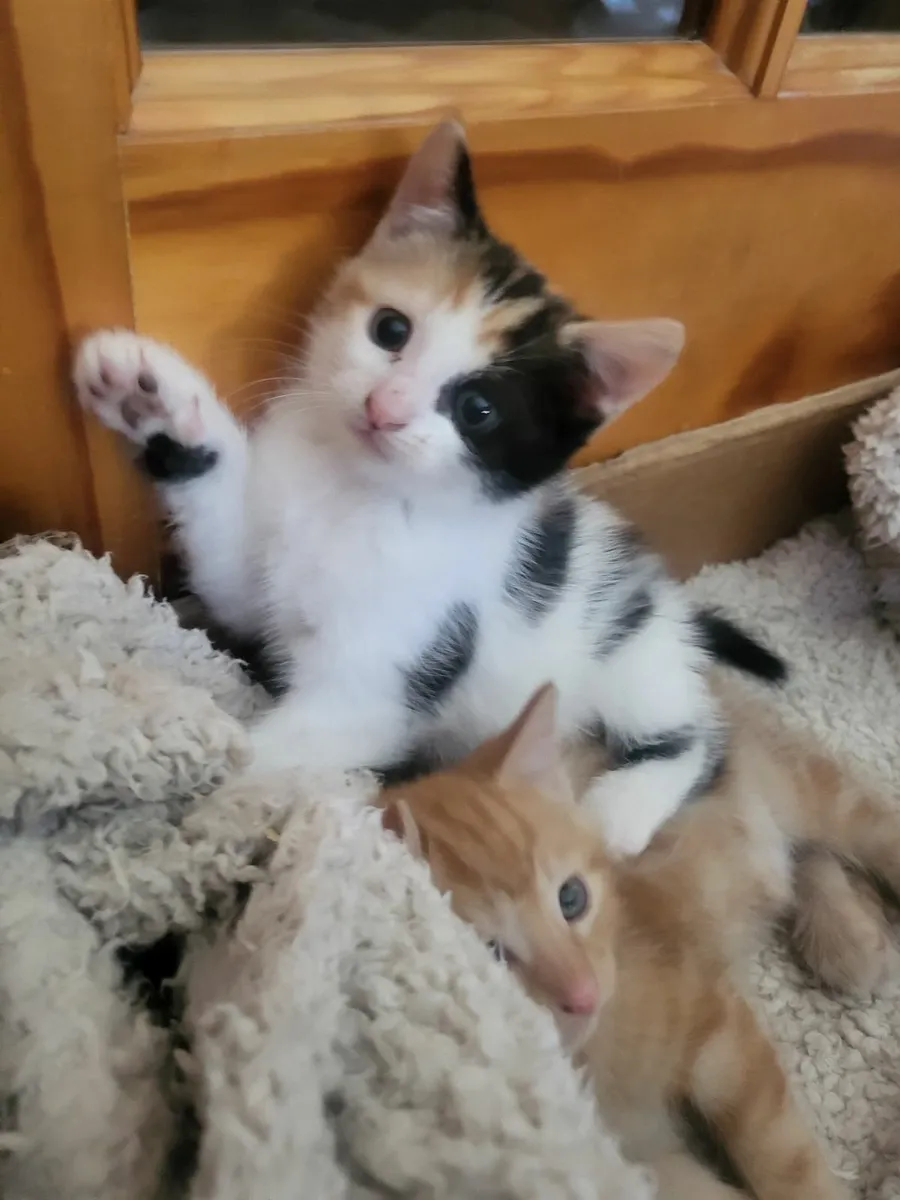Kittens - Image 4