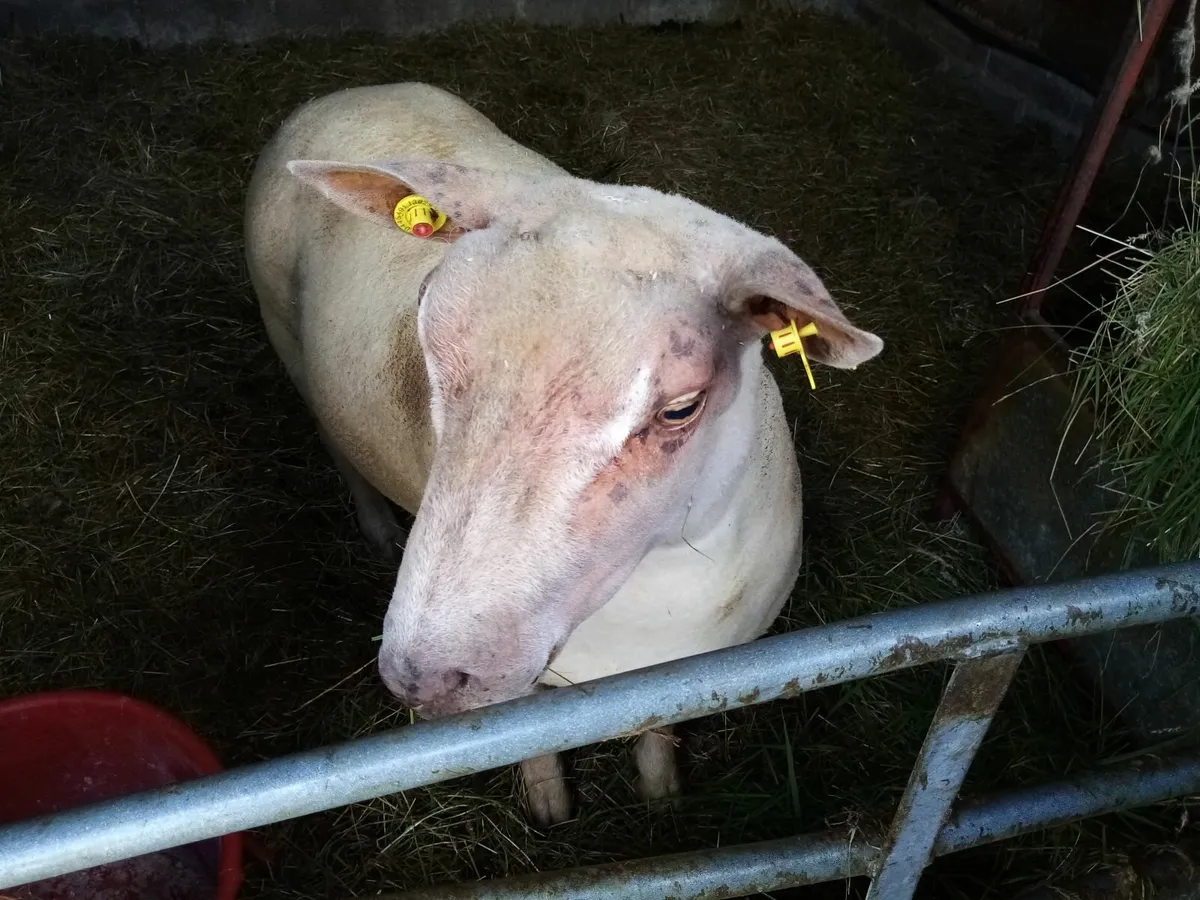 Ram - Image 1