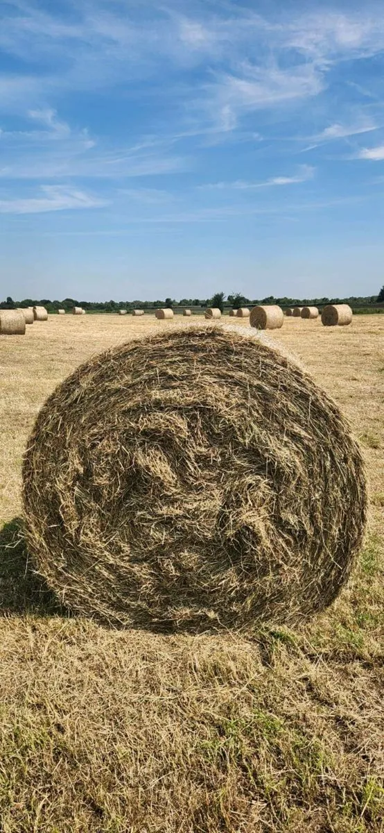 Hay - Image 1