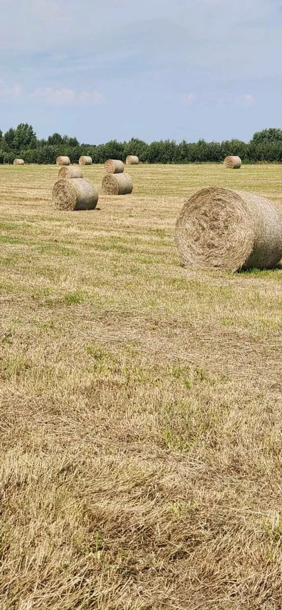 Hay - Image 2