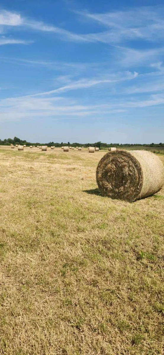 Hay - Image 3