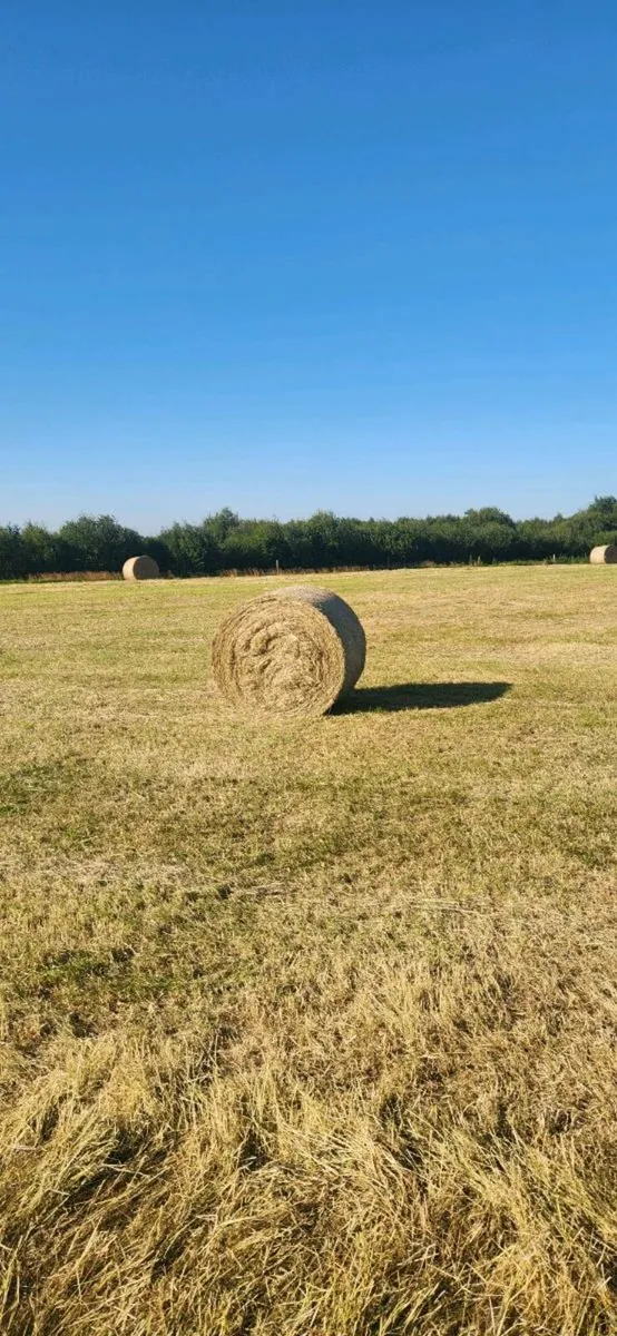 Hay - Image 4