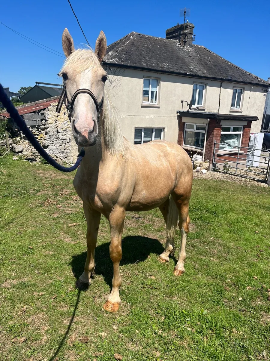 Horses - Image 1