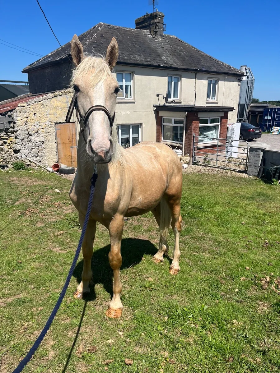 Horses - Image 2