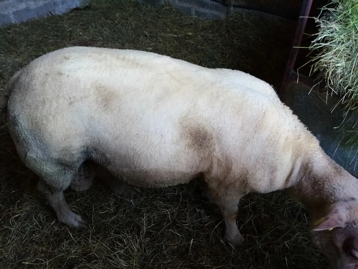 Ram - Image 2