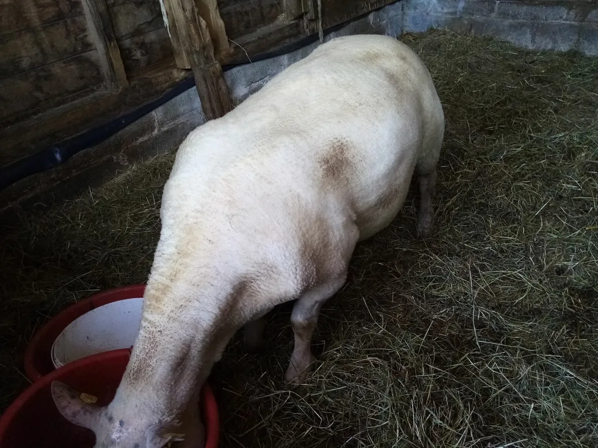 Ram - Image 3