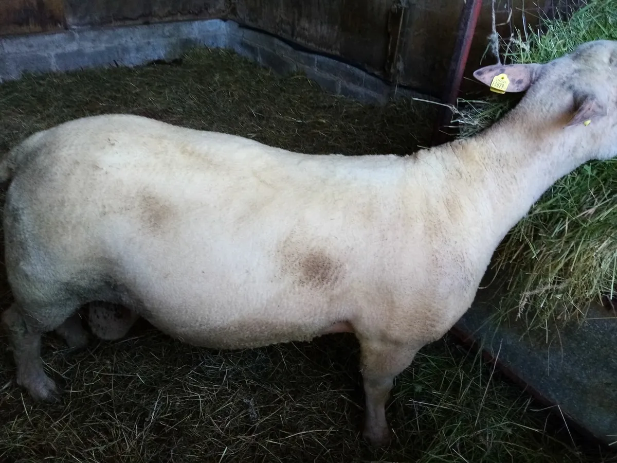 Ram - Image 4