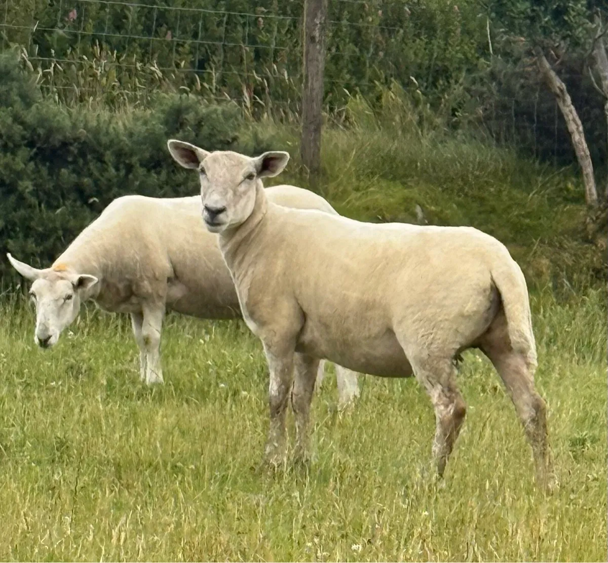 Charlie/Cheviot Hoggets - Image 1