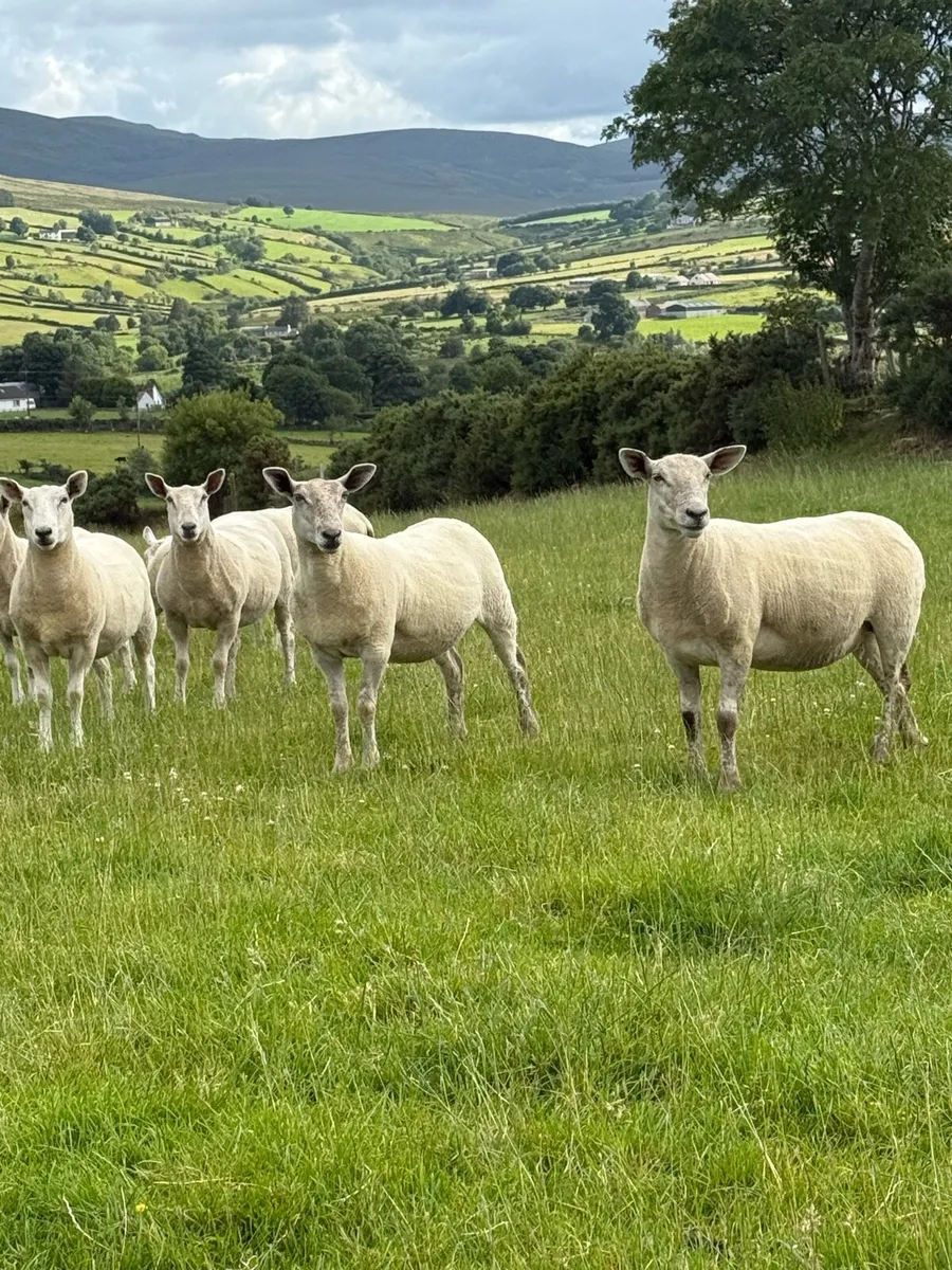 Charlie/Cheviot Hoggets - Image 2