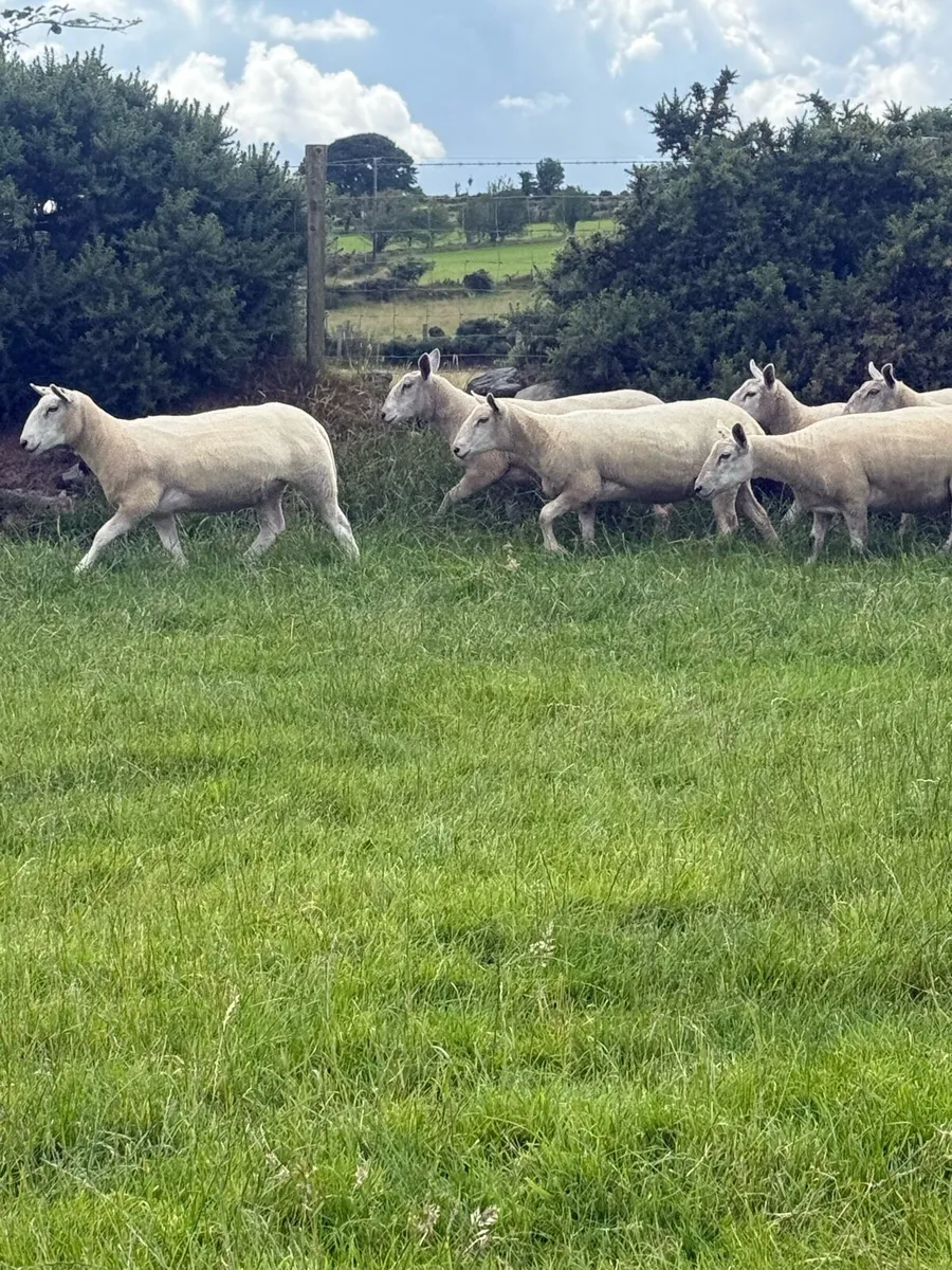 Charlie/Cheviot Hoggets - Image 3