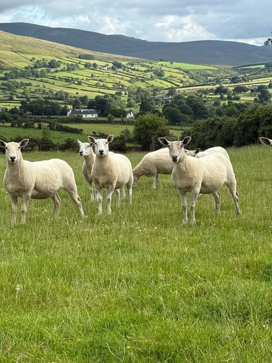Charlie/Cheviot Hoggets - Image 4