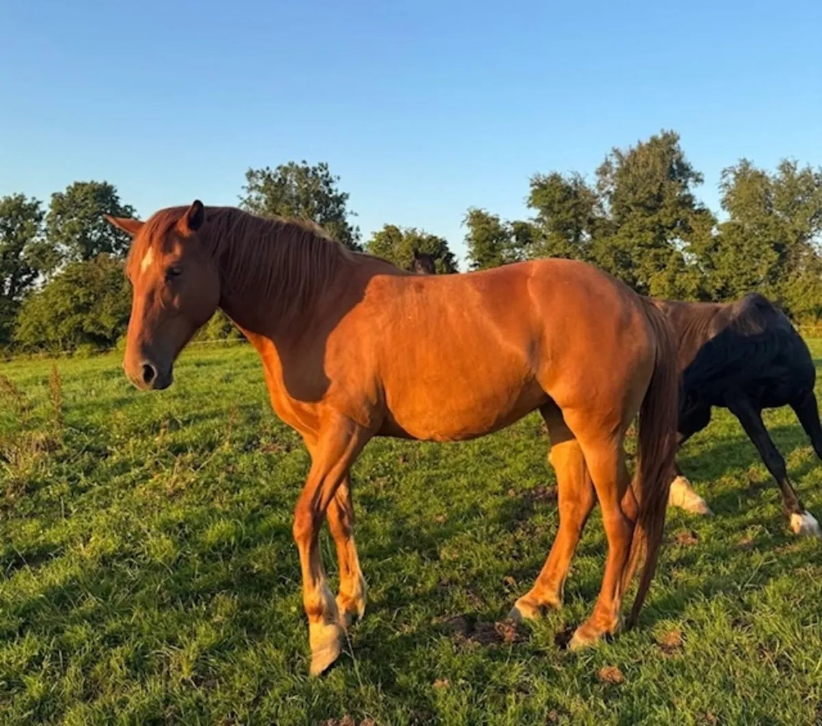 Elegant Chestnut Filly - €5,500 - Image 1