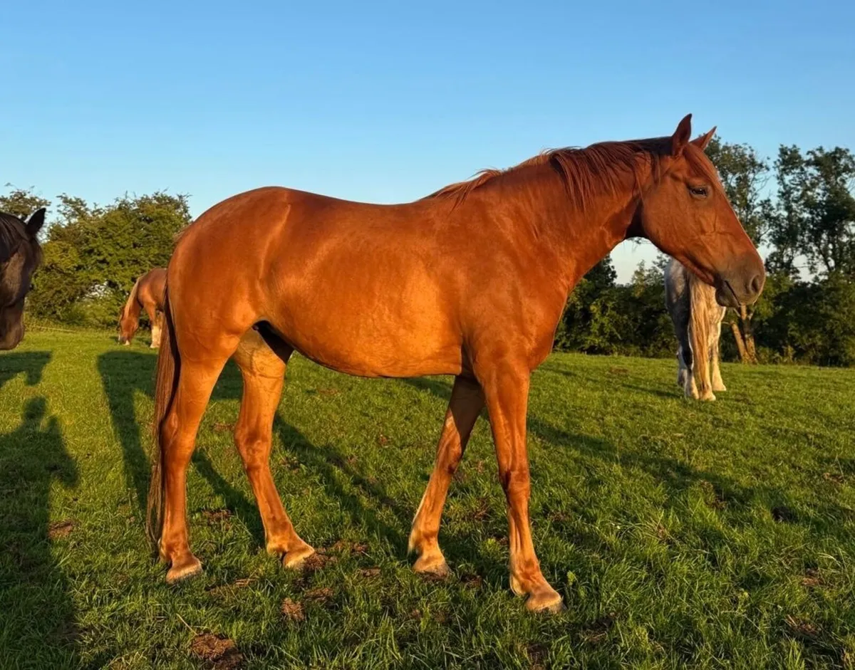 Elegant Chestnut Filly - €5,500 - Image 2
