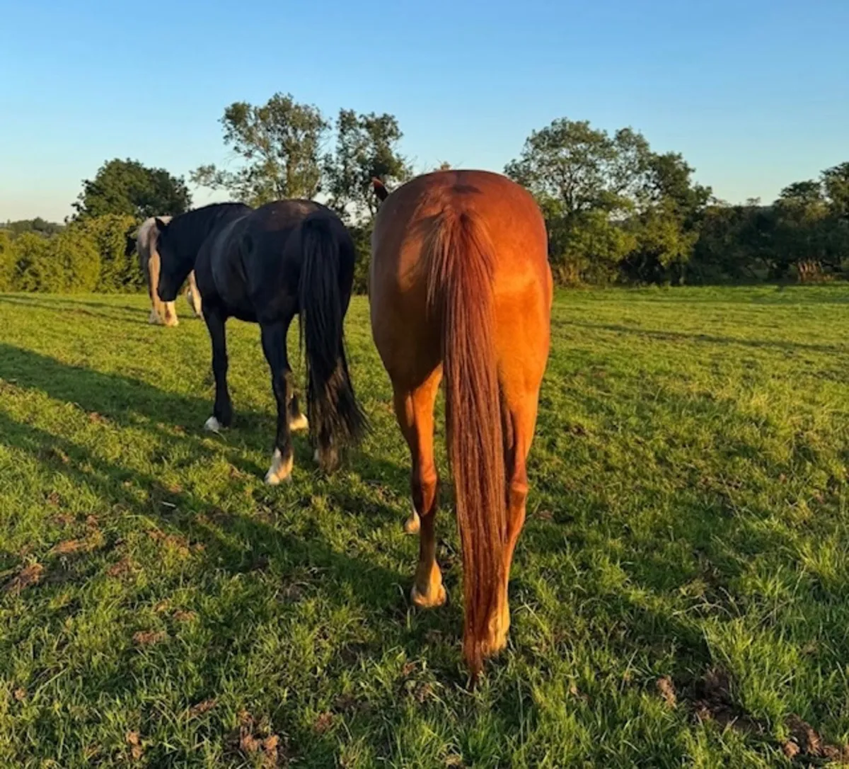 Elegant Chestnut Filly - €5,500 - Image 3