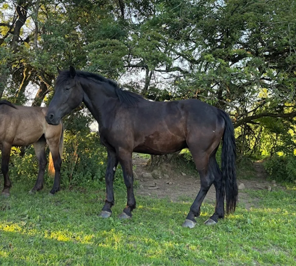 Stunning Black Gelding – €4,500 🌟 - Image 1