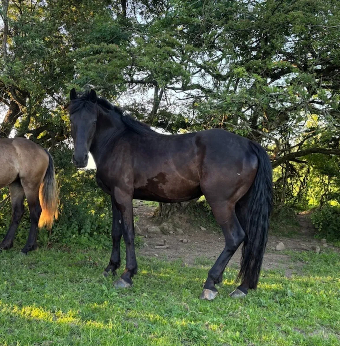 Stunning Black Gelding – €4,500 🌟 - Image 2