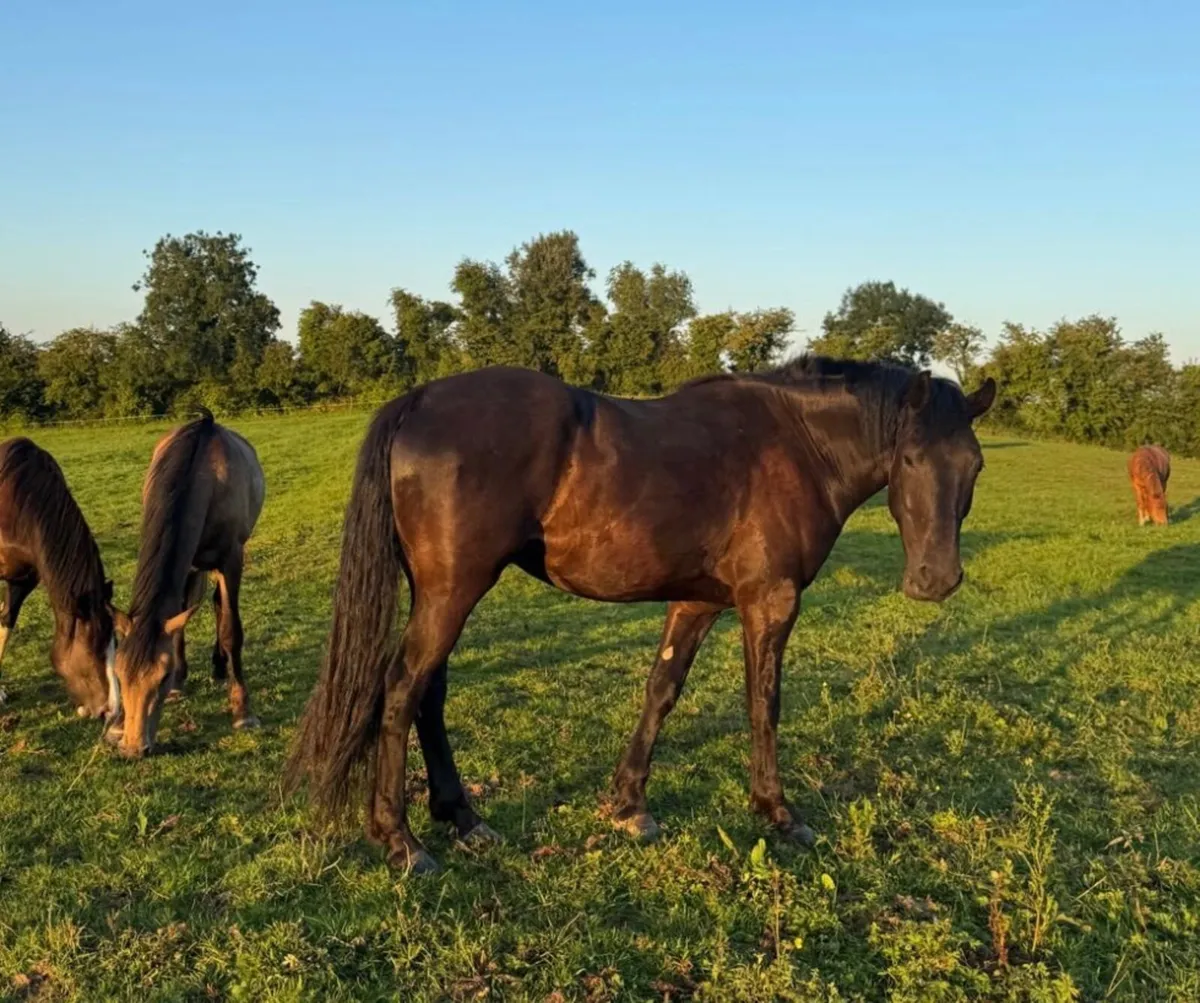 Stunning Black Gelding – €4,500 🌟 - Image 3