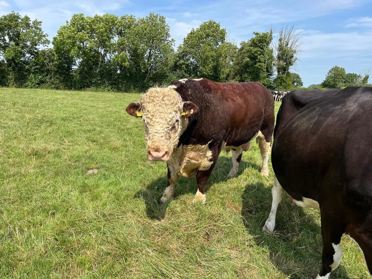 Hereford Bull For Sale - Image 1