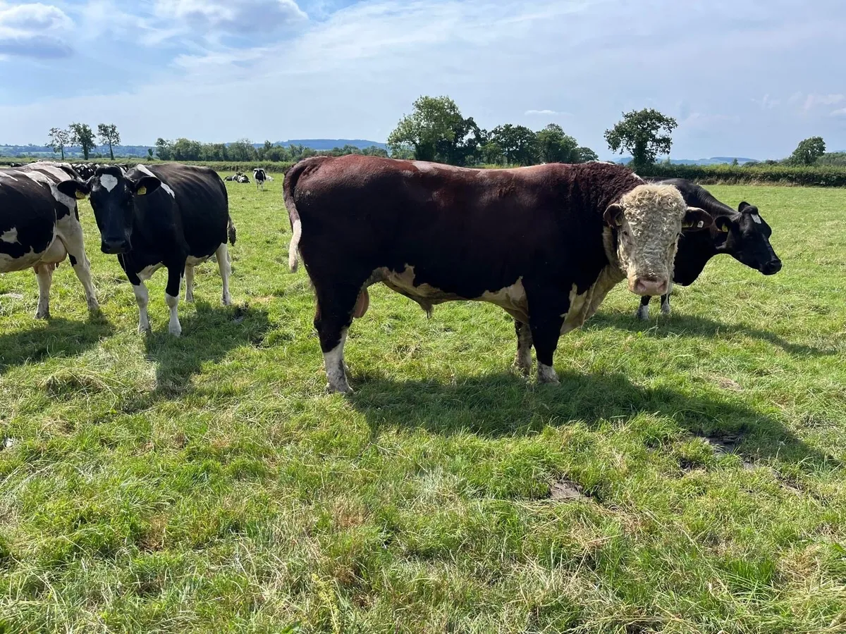 Hereford Bull For Sale - Image 2
