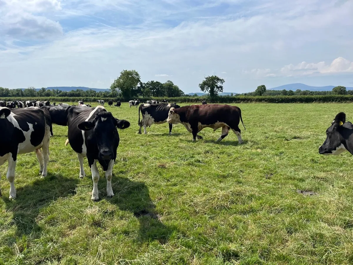 Hereford Bull For Sale - Image 3