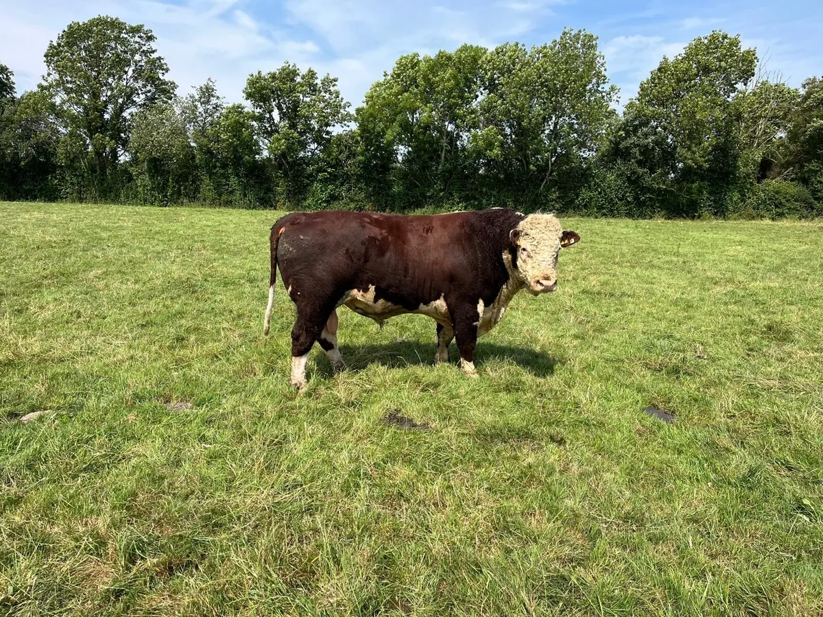 Hereford Bull For Sale - Image 4