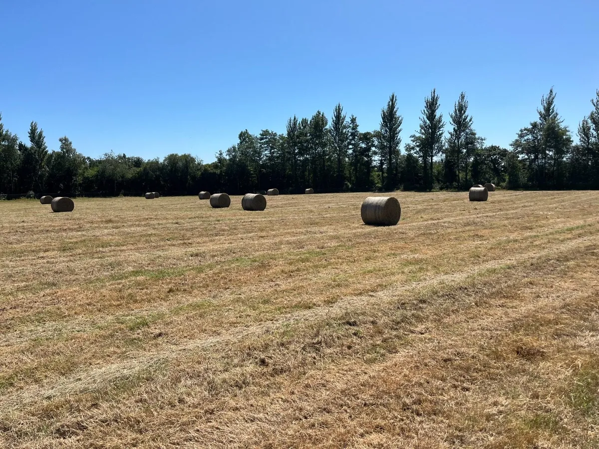 Organic Hay for sale - Image 1