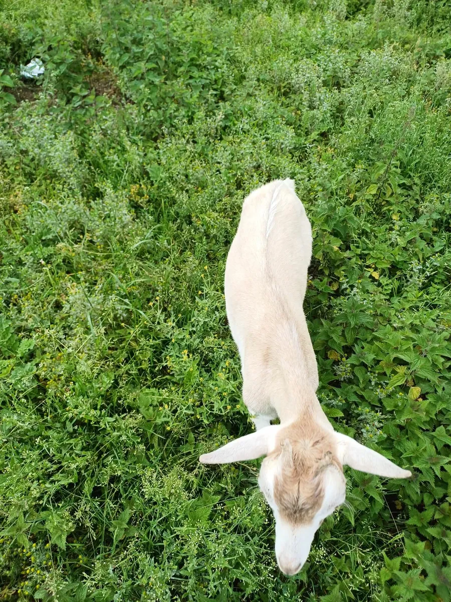 Goat