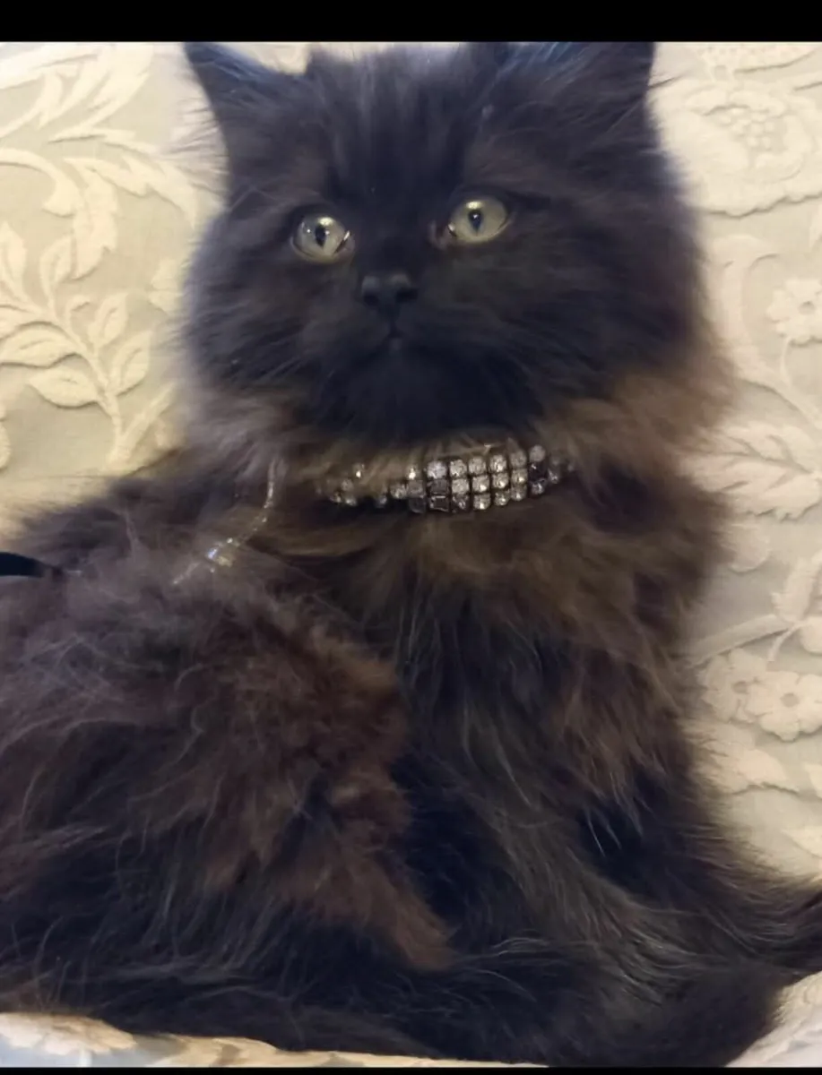 Beautiful Persian cross kittens - Image 2
