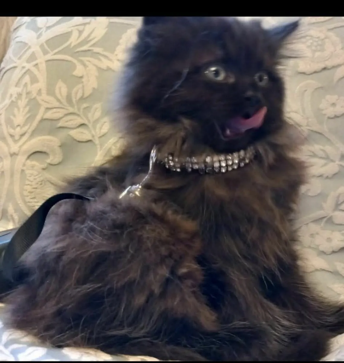 Beautiful Persian cross kittens - Image 3