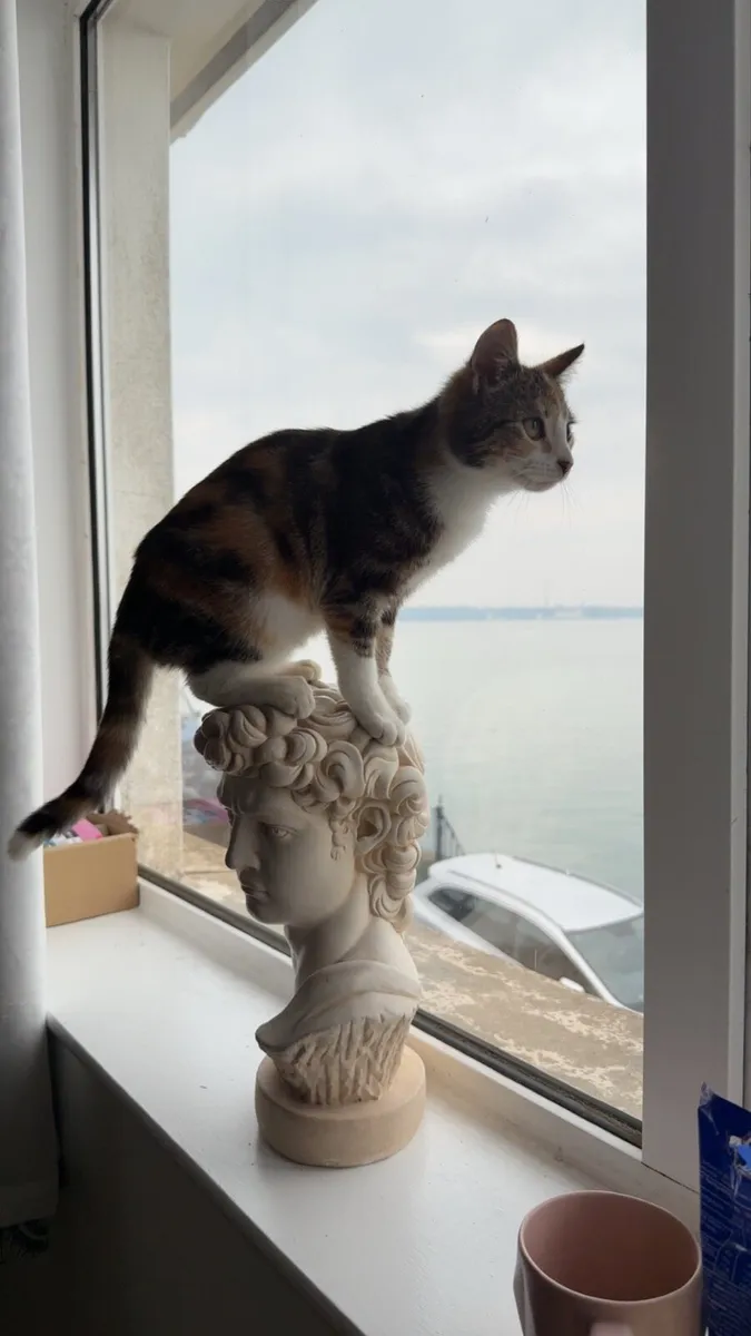 Cat for sale - Image 1