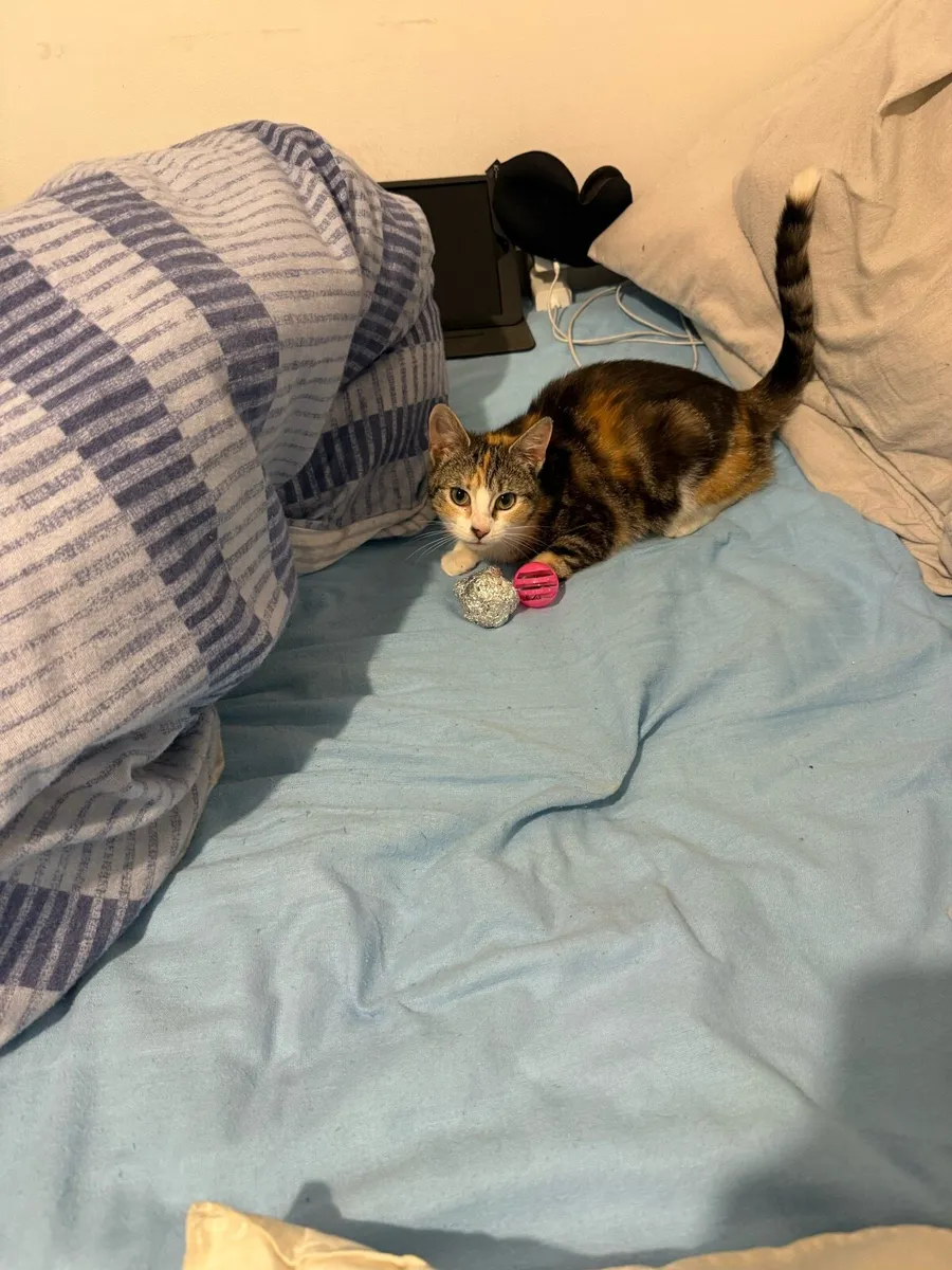 Cat for sale - Image 2