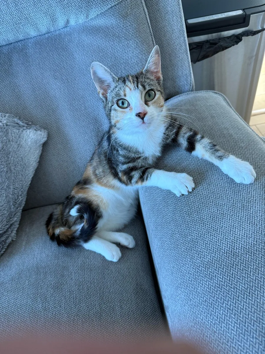 Cat for sale - Image 3