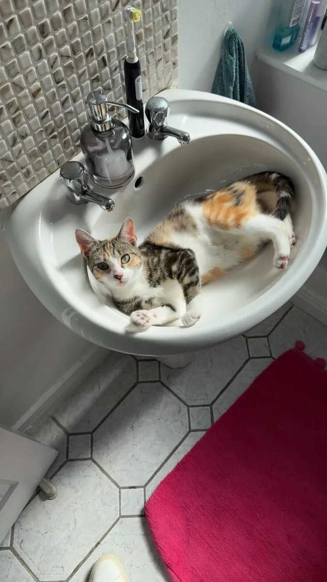 Cat for sale - Image 4