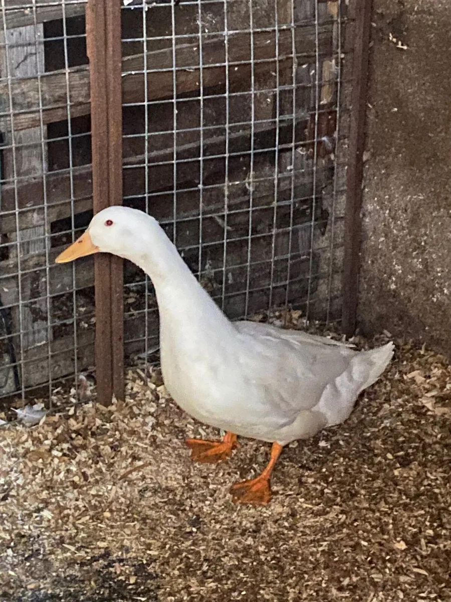 Duck Aylesbury - Image 1