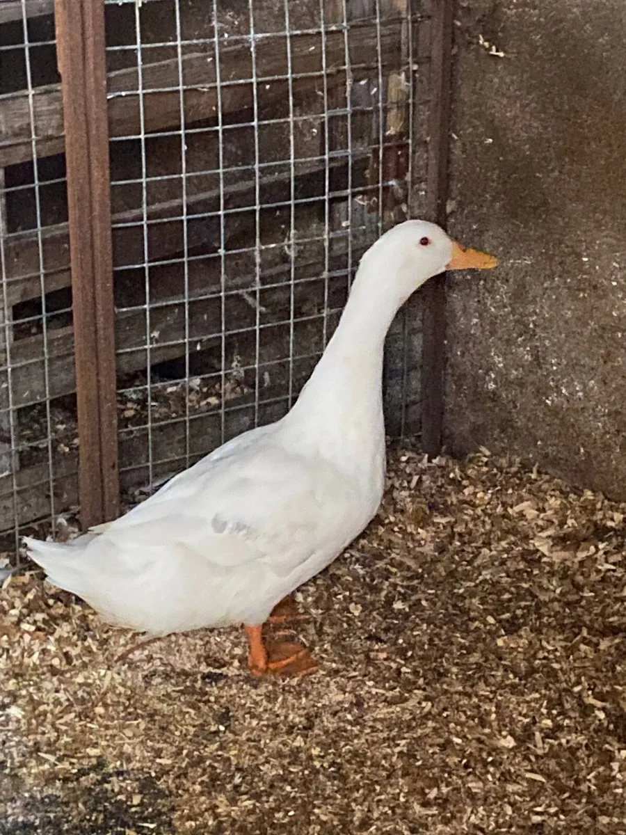 Duck Aylesbury - Image 2
