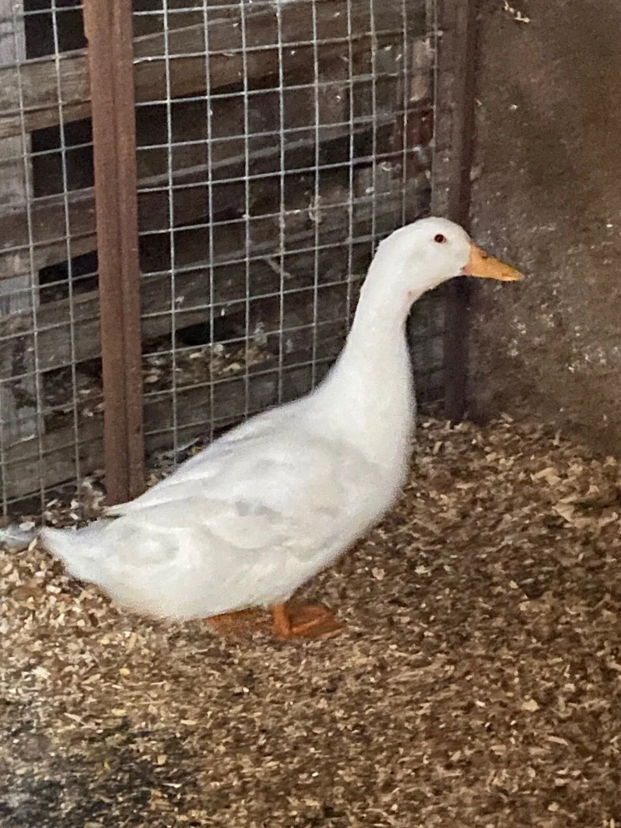 Duck Aylesbury - Image 3