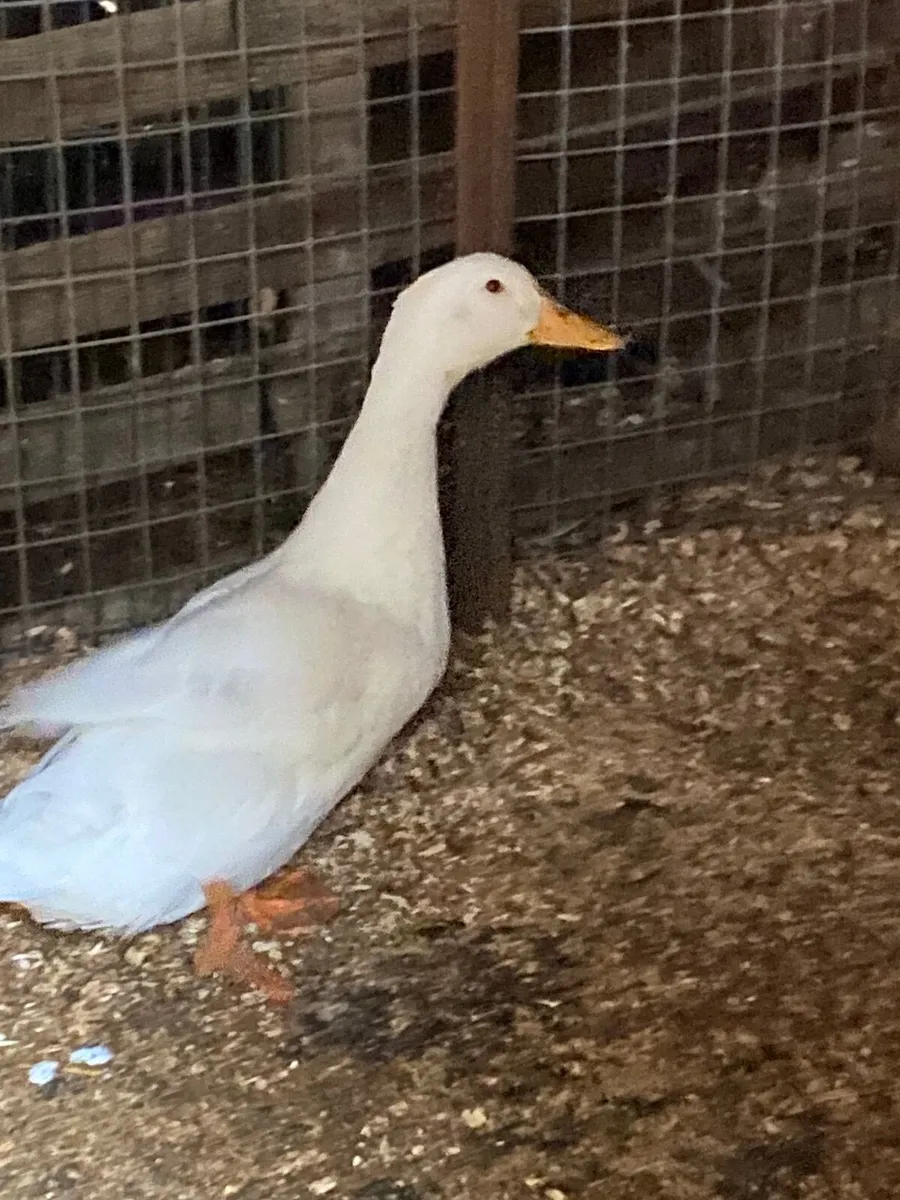 Duck Aylesbury - Image 4