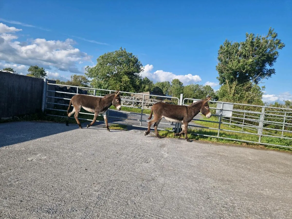 2  Mare Donkeys - Image 1