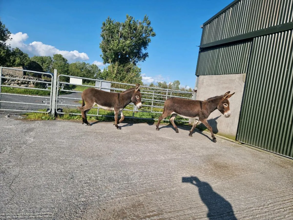 2  Mare Donkeys - Image 2