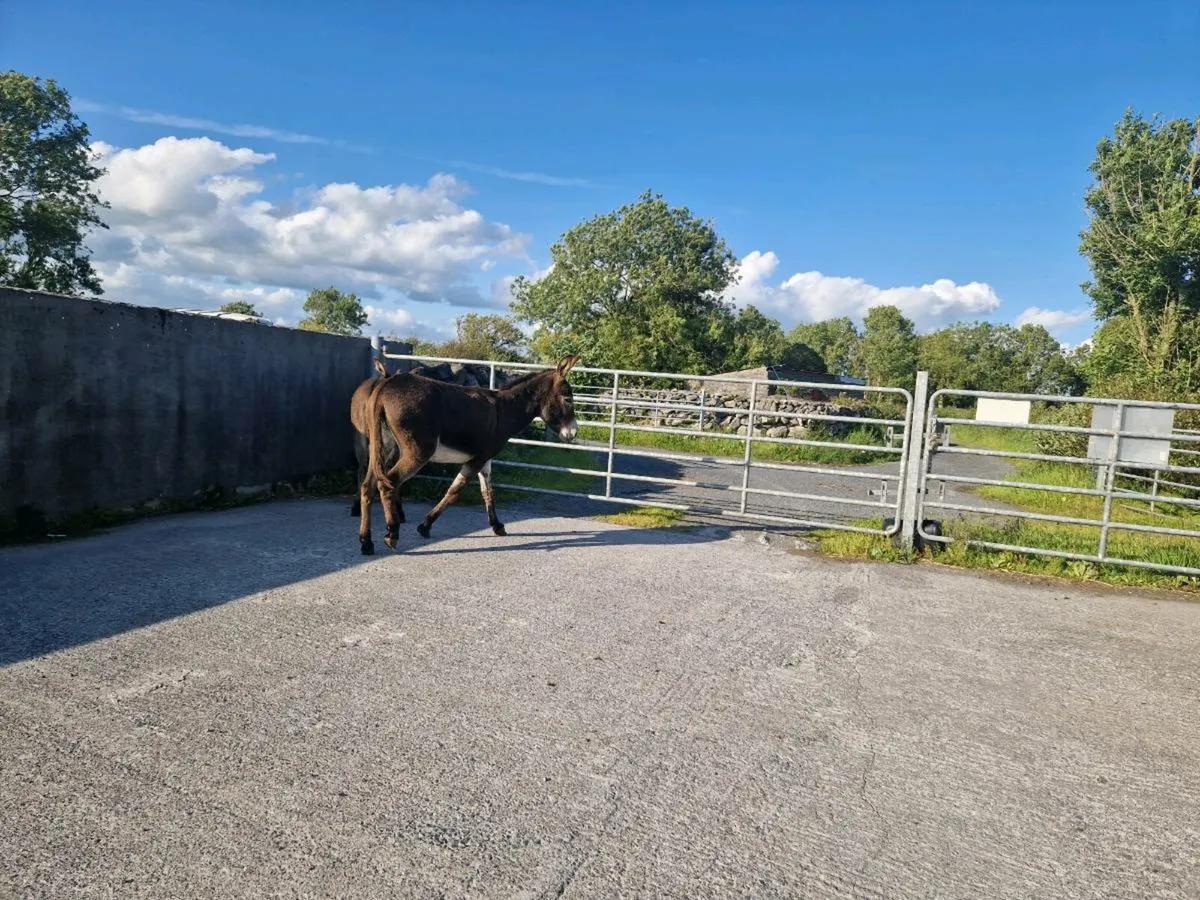 2  Mare Donkeys - Image 3