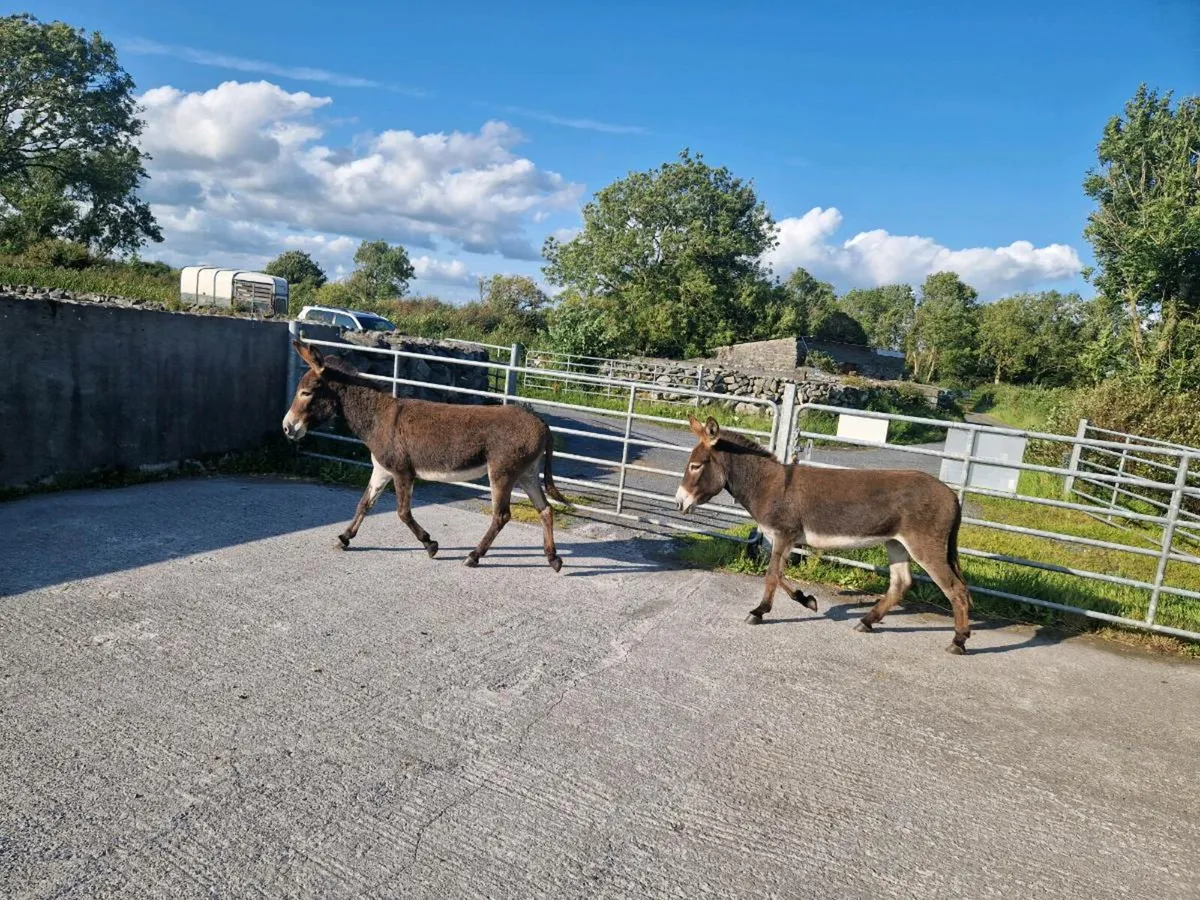 2  Mare Donkeys - Image 4