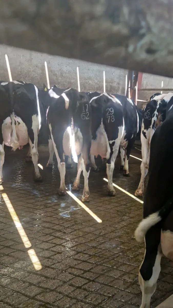 GORTALEA MART DAIRY SALE JULY 18TH - Image 3