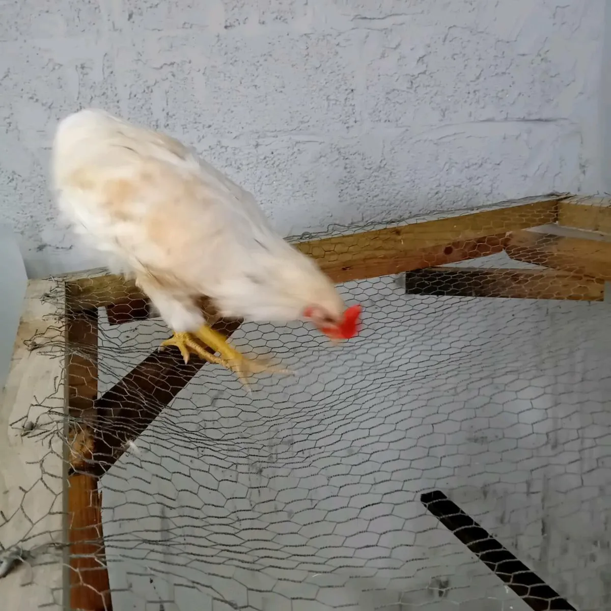 Roosters (fullbreed) - Image 2